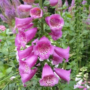 Meet your Posher, Loree